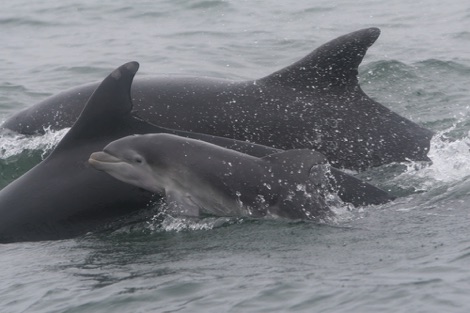 Bottlenose dolphins with baby